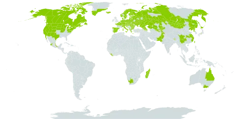 Callitriche palustris world distribution map, present in Afghanistan, Albania, Andorra, Armenia, Australia, Austria, Azerbaijan, Belgium, Bulgaria, Belarus, Bhutan, Canada, Switzerland, China, Czech Republic, Germany, Denmark, Spain, Estonia, Finland, France, United Kingdom of Great Britain and Northern Ireland, Georgia, Greece, Greenland, Croatia, Hungary, India, Iceland, Israel, Italy, Japan, Kazakhstan, Kyrgyzstan, Liberia, Liechtenstein, Lithuania, Luxembourg, Latvia, Madagascar, Mexico, North Macedonia, Montenegro, Mongolia, Netherlands, Norway, Nepal, Pakistan, Poland, Korea (Democratic People's Republic of), Romania, Russian Federation, Saint Pierre and Miquelon, Serbia, Slovakia, Slovenia, Sweden, Tajikistan, Taiwan, Province of China, Ukraine, United States of America, Uzbekistan, and South Africa