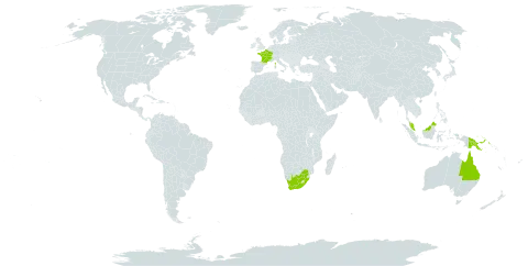 Callitriche palustris subsp. palustris world distribution map, present in Australia, France, Malaysia, Papua New Guinea, and South Africa