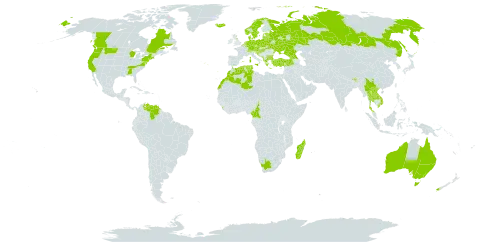 Callitriche stagnalis world distribution map, present in Albania, Australia, Austria, Belgium, Bulgaria, Belarus, Bhutan, Canada, Switzerland, China, Cameroon, Czech Republic, Germany, Denmark, Algeria, Spain, Estonia, France, United Kingdom of Great Britain and Northern Ireland, Georgia, Greece, Croatia, Hungary, India, Iceland, Italy, Lao People's Democratic Republic, Sri Lanka, Lithuania, Luxembourg, Latvia, Morocco, Madagascar, North Macedonia, Malta, Myanmar, Montenegro, Netherlands, Norway, New Zealand, Poland, Portugal, Russian Federation, Saint Pierre and Miquelon, Serbia, Slovenia, Sweden, Thailand, Tunisia, Turkey, Ukraine, United States of America, Venezuela (Bolivarian Republic of), Viet Nam, and South Africa