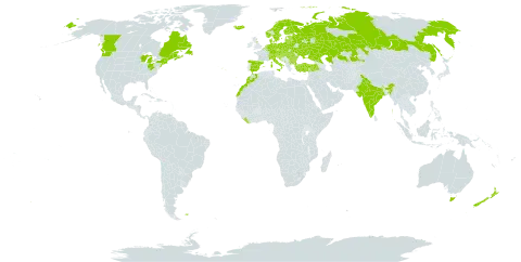 Calluna vulgaris world distribution map, present in Andorra, Australia, Austria, Belgium, Bulgaria, Bosnia and Herzegovina, Belarus, Canada, Switzerland, Czech Republic, Germany, Denmark, Spain, Estonia, Finland, Falkland Islands (Malvinas), France, United Kingdom of Great Britain and Northern Ireland, Croatia, Hungary, India, Iceland, Italy, Kazakhstan, Liberia, Liechtenstein, Lithuania, Luxembourg, Latvia, Morocco, North Macedonia, Malta, Montenegro, Netherlands, Norway, New Zealand, Poland, Portugal, Romania, Russian Federation, Saint Pierre and Miquelon, Serbia, Slovakia, Slovenia, Sweden, Turkey, Ukraine, and United States of America