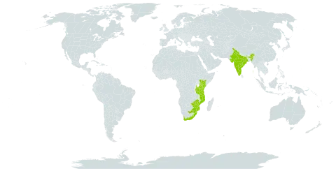 Calodendrum capense world distribution map, present in India, Kenya, Lesotho, Mozambique, Malawi, eSwatini, Tanzania, United Republic of, Uganda, South Africa, and Zimbabwe