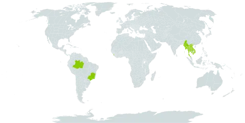 Calophyllum calaba world distribution map, present in Brazil, India, Cambodia, Lao People's Democratic Republic, Sri Lanka, Myanmar, Singapore, Thailand, and Viet Nam