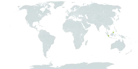 Calophyllum exiticostatum world distribution map, present in Indonesia and Malaysia