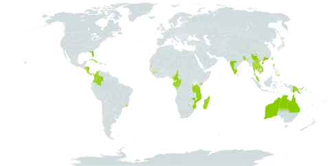 Calophyllum inophyllum world distribution map, present in American Samoa, French Southern Territories, Australia, Bangladesh, Brazil, China, Cameroon, Congo, Cook Islands, Colombia, Costa Rica, Cuba, Fiji, Micronesia (Federated States of), Gabon, Guinea, Equatorial Guinea, Guam, Honduras, India, Kenya, Cambodia, Kiribati, Lao People's Democratic Republic, Sri Lanka, Madagascar, Maldives, Marshall Islands, Myanmar, Northern Mariana Islands, Mozambique, Mauritius, Malaysia, Mayotte, Nicaragua, Niue, Nauru, Panama, Philippines, Palau, Papua New Guinea, Puerto Rico, Réunion, Singapore, Seychelles, Thailand, Tokelau, Tonga, Trinidad and Tobago, Tuvalu, Taiwan, Province of China, Tanzania, United Republic of, United States Minor Outlying Islands, United States of America, Viet Nam, Wallis and Futuna, and Samoa