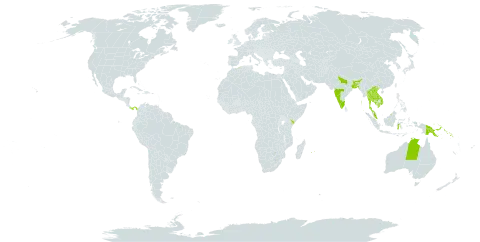 Calophyllum soulattri world distribution map, present in Australia, Bangladesh, Brunei Darussalam, Algeria, Indonesia, India, Kenya, Cambodia, Lao People's Democratic Republic, Myanmar, Mauritius, Malaysia, Panama, Philippines, Papua New Guinea, Réunion, Singapore, Solomon Islands, Thailand, United States of America, and Viet Nam