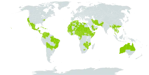 Calotropis procera world distribution map, present in Afghanistan, Anguilla, Antigua and Barbuda, Australia, Benin, Bonaire, Sint Eustatius and Saba, Burkina Faso, Bangladesh, Bahamas, Bolivia (Plurinational State of), Brazil, Central African Republic, China, Côte d'Ivoire, Cameroon, Congo, Colombia, Cabo Verde, Costa Rica, Cuba, Cayman Islands, Djibouti, Dominican Republic, Algeria, Egypt, Eritrea, Spain, Ethiopia, Guinea, Guadeloupe, Gambia, Guinea-Bissau, Equatorial Guinea, Honduras, Haiti, India, Iran (Islamic Republic of), Israel, Jamaica, Cambodia, Kuwait, Libya, Sri Lanka, Morocco, Mexico, Mali, Myanmar, Mozambique, Mauritania, Montserrat, Martinique, Malawi, Niger, Nigeria, Nicaragua, Nepal, Oman, Pakistan, Panama, Puerto Rico, Paraguay, Qatar, Saudi Arabia, Sudan, Senegal, Somalia, South Sudan, Turks and Caicos Islands, Chad, Togo, Thailand, Trinidad and Tobago, Tunisia, United States of America, Saint Vincent and the Grenadines, Venezuela (Bolivarian Republic of), Viet Nam, Yemen, South Africa, Zambia, and Zimbabwe