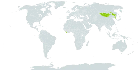 Calystegia pellita subsp. pellita world distribution map, present in China, Liberia, Mongolia, and Korea (Democratic People's Republic of)