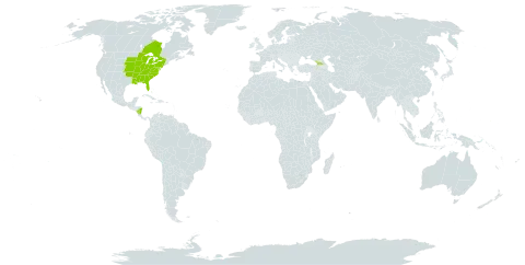 Campanula americana world distribution map, present in Åland Islands, Canada, Micronesia (Federated States of), Georgia, Nicaragua, and United States of America