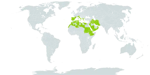 Campanula erinus world distribution map, present in Albania, Cyprus, Djibouti, Algeria, Egypt, Eritrea, Spain, Ethiopia, France, Greece, Iran (Islamic Republic of), Iraq, Italy, Libya, Morocco, Oman, Palau, Portugal, Saudi Arabia, Sudan, Singapore, Turks and Caicos Islands, Tunisia, and Yemen