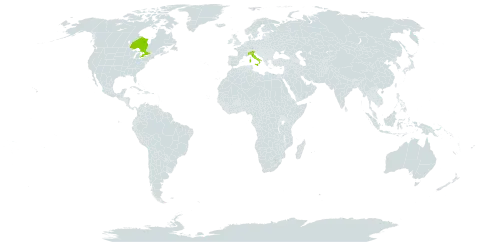 Campanula fragilis subsp. fragilis world distribution map, present in Canada and Italy