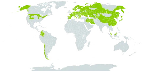 Campanula glomerata world distribution map, present in Albania, Austria, Bulgaria, Belarus, Switzerland, Chile, China, Colombia, Czech Republic, Germany, Denmark, Spain, Finland, France, Micronesia (Federated States of), United Kingdom of Great Britain and Northern Ireland, Greece, Hungary, Iran (Islamic Republic of), Iraq, Italy, Japan, Kazakhstan, Kyrgyzstan, Montenegro, Malaysia, Netherlands, Norway, Poland, Korea (Democratic People's Republic of), Romania, Russian Federation, Sweden, Turks and Caicos Islands, Ukraine, United States of America, and Uzbekistan