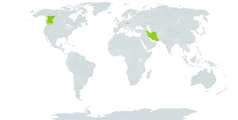 Campanula lactiflora world distribution map, present in Canada, Czech Republic, Iran (Islamic Republic of), Turks and Caicos Islands, and United States of America