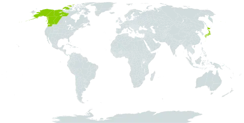 Campanula lasiocarpa world distribution map, present in Canada, Japan, and United States of America