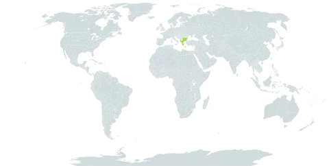 Campanula phrygia world distribution map, present in Albania, Bulgaria, Greece, Palau, and Turks and Caicos Islands