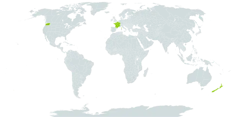 Campanula poscharskyana world distribution map, present in France, New Zealand, and United States of America