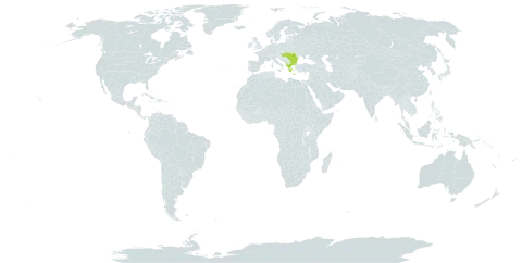 Campanula sparsa world distribution map, present in Albania, Bulgaria, Greece, Hungary, and Romania