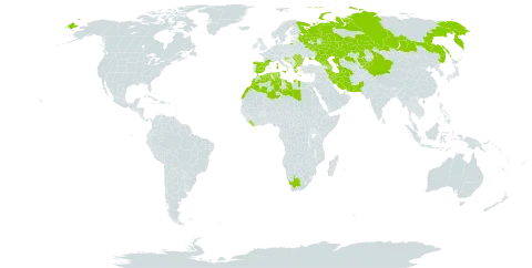 Camphorosma monspeliaca world distribution map, present in Azerbaijan, Bulgaria, Bosnia and Herzegovina, China, Algeria, Spain, France, Georgia, Greece, Croatia, Iran (Islamic Republic of), Italy, Kazakhstan, Kyrgyzstan, Liberia, Libya, Morocco, North Macedonia, Montenegro, Pakistan, Romania, Russian Federation, Serbia, Turkmenistan, Tunisia, Ukraine, and South Africa