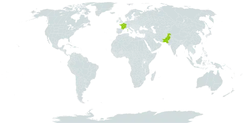 Campsis radicans world distribution map, present in France and Pakistan