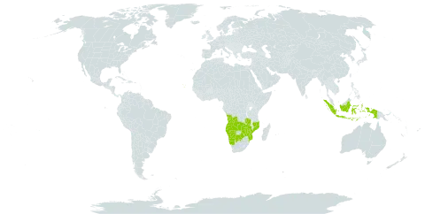 Camptorrhiza world distribution map, present in Angola, Botswana, Cabo Verde, Indonesia, Mozambique, Namibia, Zambia, and Zimbabwe