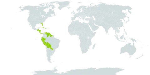 Campylocentrum world distribution map, present in Bahamas, Belize, Bolivia (Plurinational State of), Costa Rica, Cuba, Dominica, Ecuador, Guatemala, Guyana, Honduras, Haiti, Jamaica, Nicaragua, Panama, Peru, Puerto Rico, Paraguay, Suriname, United States of America, and Venezuela (Bolivarian Republic of)