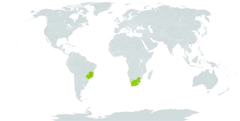 Campylopus jamesonii world distribution map, present in Brazil and South Africa