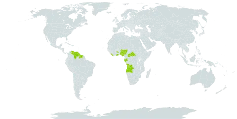 Campylosiphon world distribution map, present in Angola, Central African Republic, Gabon, Ghana, Guyana, Liberia, Nigeria, Suriname, and Venezuela (Bolivarian Republic of)