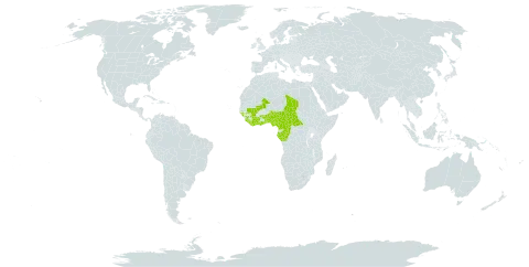 Campylospermum flavum world distribution map, present in Benin, Burkina Faso, Central African Republic, Côte d'Ivoire, Cameroon, Congo, Gabon, Ghana, Guinea, Gambia, Guinea-Bissau, Equatorial Guinea, Liberia, Mali, Nigeria, Sierra Leone, Chad, and Togo