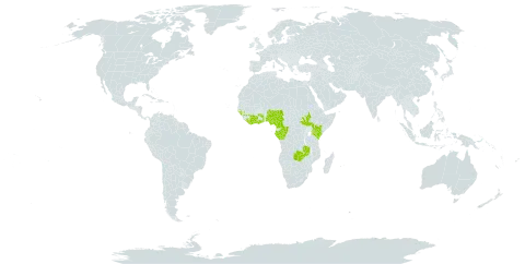 Campylospermum reticulatum world distribution map, present in Côte d'Ivoire, Cameroon, Congo, Gabon, Ghana, Guinea, Gambia, Guinea-Bissau, Equatorial Guinea, Kenya, Liberia, Nigeria, South Sudan, Sao Tome and Principe, Togo, and Zambia