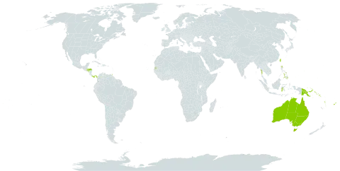 Canarium indicum world distribution map, present in Australia, Fiji, Micronesia (Federated States of), Guam, Honduras, Indonesia, Marshall Islands, Myanmar, Panama, Philippines, Palau, Papua New Guinea, Solomon Islands, Seychelles, Trinidad and Tobago, Taiwan, Province of China, United States of America, and Vanuatu