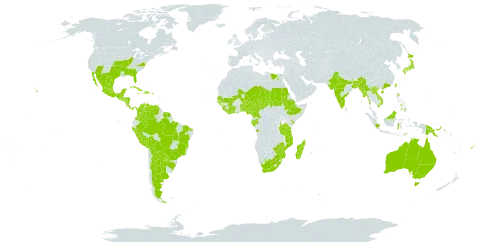 Canavalia ensiformis world distribution map, present in Angola, Argentina, American Samoa, Australia, Benin, Bangladesh, Belize, Bolivia (Plurinational State of), Brazil, China, Côte d'Ivoire, Cameroon, Colombia, Comoros, Costa Rica, Cuba, Dominican Republic, Egypt, Ethiopia, Fiji, Gabon, Ghana, Guinea, Guadeloupe, Guinea-Bissau, Grenada, Guatemala, French Guiana, Guam, Honduras, Haiti, Indonesia, India, Jamaica, Japan, Kenya, Kiribati, Lao People's Democratic Republic, Liberia, Sri Lanka, Madagascar, Maldives, Mexico, Marshall Islands, Mali, Myanmar, Northern Mariana Islands, Mozambique, Martinique, Mauritius, Malaysia, Niger, Nigeria, Nicaragua, Nepal, Nauru, Panama, Peru, Philippines, Papua New Guinea, Puerto Rico, Paraguay, Réunion, Sudan, Senegal, Singapore, Sierra Leone, El Salvador, Suriname, Seychelles, Chad, Togo, Timor-Leste, Trinidad and Tobago, Taiwan, Province of China, Tanzania, United Republic of, United States of America, Venezuela (Bolivarian Republic of), Viet Nam, South Africa, and Zimbabwe