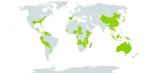 Canna world distribution map, present in Angola, Åland Islands, Andorra, Australia, Austria, Benin, Bangladesh, Bahamas, Belize, Bermuda, Bolivia (Plurinational State of), Central African Republic, China, Cook Islands, Costa Rica, Cuba, Dominica, Ecuador, Spain, Ethiopia, Fiji, Gabon, Georgia, Guinea, Gambia, Guinea-Bissau, Guatemala, Guyana, Honduras, Haiti, Indonesia, Jamaica, Japan, Kenya, Lao People's Democratic Republic, Madagascar, Myanmar, Mozambique, Norfolk Island, Nigeria, Nicaragua, Nepal, New Zealand, Panama, Peru, Philippines, Puerto Rico, Korea (Democratic People's Republic of), Portugal, Paraguay, Senegal, Suriname, Chad, Togo, Thailand, Tonga, Tunisia, Taiwan, Province of China, Tanzania, United Republic of, Uganda, Uruguay, United States of America, Venezuela (Bolivarian Republic of), Viet Nam, Wallis and Futuna, Samoa, Zambia, and Zimbabwe