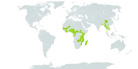 Canscora alata world distribution map, present in Benin, Burkina Faso, Bangladesh, Central African Republic, China, Côte d'Ivoire, Cameroon, Congo, Guinea, Guinea-Bissau, Equatorial Guinea, Kenya, Cambodia, Sri Lanka, Madagascar, Mali, Myanmar, Mozambique, Malawi, Mayotte, Nigeria, Nepal, Senegal, South Sudan, Seychelles, Togo, Thailand, Tanzania, United Republic of, Uganda, Viet Nam, and Zambia