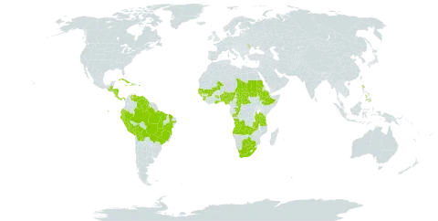 Cantinoa americana world distribution map, present in Angola, Benin, Belize, Bolivia (Plurinational State of), Brazil, Botswana, Central African Republic, Congo, Costa Rica, Cuba, Dominica, Ecuador, Ethiopia, Ghana, Guinea, Gambia, Guinea-Bissau, Guatemala, Guyana, Honduras, Haiti, Jamaica, Moldova (Republic of), Mali, Nigeria, Nicaragua, Panama, Peru, Philippines, Puerto Rico, Sudan, Senegal, Sierra Leone, Chad, Tanzania, United Republic of, Uganda, Venezuela (Bolivarian Republic of), South Africa, and Zambia