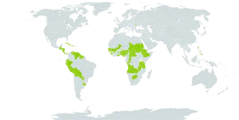 Cantinoa world distribution map, present in Angola, Åland Islands, Benin, Belize, Bolivia (Plurinational State of), Botswana, Central African Republic, Congo, Costa Rica, Cuba, Dominica, Ecuador, Ethiopia, Ghana, Guinea, Gambia, Guinea-Bissau, Guatemala, Guyana, Honduras, Haiti, Jamaica, Moldova (Republic of), Mali, Nigeria, Nicaragua, Panama, Peru, Philippines, Puerto Rico, Paraguay, Sudan, Senegal, Sierra Leone, Suriname, Chad, Tanzania, United Republic of, Uganda, Uruguay, Venezuela (Bolivarian Republic of), and Zambia