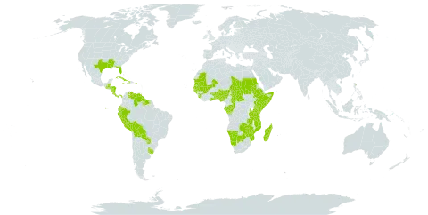 Caperonia world distribution map, present in Åland Islands, Benin, Burkina Faso, Belize, Bolivia (Plurinational State of), Botswana, Central African Republic, Congo, Costa Rica, Cuba, Dominica, Ecuador, Ethiopia, Gabon, Ghana, Guinea, Gambia, Guinea-Bissau, Guatemala, Guyana, Honduras, Haiti, Jamaica, Kenya, Madagascar, Mali, Mozambique, Mauritania, Namibia, Nigeria, Nicaragua, Panama, Peru, Puerto Rico, Paraguay, Sudan, Senegal, Sierra Leone, Somalia, Suriname, Chad, Togo, Tanzania, United Republic of, Uganda, Uruguay, United States of America, Venezuela (Bolivarian Republic of), Zambia, and Zimbabwe