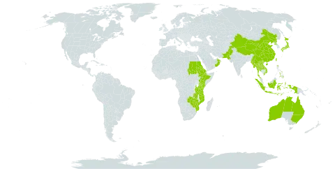 Capillipedium parviflorum world distribution map, present in Australia, China, Eritrea, Ethiopia, Indonesia, Japan, Kenya, Lao People's Democratic Republic, Myanmar, Mozambique, Nepal, Oman, Pakistan, Philippines, Korea (Democratic People's Republic of), Sudan, Thailand, Taiwan, Province of China, Tanzania, United Republic of, Viet Nam, Zambia, and Zimbabwe