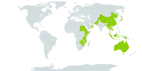 Capillipedium world distribution map, present in Australia, Bangladesh, China, Eritrea, Ethiopia, Indonesia, Japan, Kenya, Lao People's Democratic Republic, Myanmar, Mozambique, Nepal, Nauru, Oman, Pakistan, Philippines, Korea (Democratic People's Republic of), Sudan, Solomon Islands, Thailand, Taiwan, Province of China, Tanzania, United Republic of, Viet Nam, Zambia, and Zimbabwe