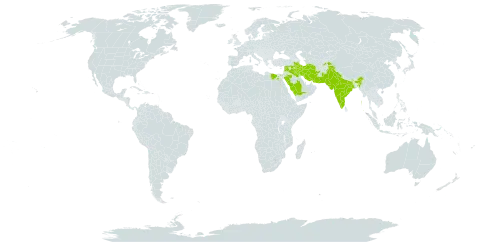 Capparis spinosa var. parviflora world distribution map, present in Afghanistan, Bahrain, Egypt, India, Iran (Islamic Republic of), Iraq, Israel, Lebanon, Pakistan, Saudi Arabia, Syrian Arab Republic, and Tajikistan