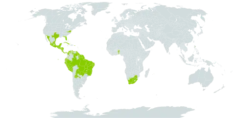 Capraria biflora world distribution map, present in Anguilla, Argentina, Antigua and Barbuda, Benin, Bonaire, Sint Eustatius and Saba, Bahamas, Belize, Bermuda, Bolivia (Plurinational State of), Brazil, Barbados, Colombia, Cabo Verde, Costa Rica, Cuba, Cayman Islands, Dominica, Ecuador, Guadeloupe, Grenada, Guatemala, French Guiana, Guyana, Honduras, Jamaica, Saint Lucia, Mexico, Montserrat, Martinique, Mauritius, Nicaragua, Panama, Peru, Puerto Rico, Paraguay, El Salvador, Suriname, Turks and Caicos Islands, Trinidad and Tobago, United States of America, Saint Vincent and the Grenadines, Venezuela (Bolivarian Republic of), and South Africa