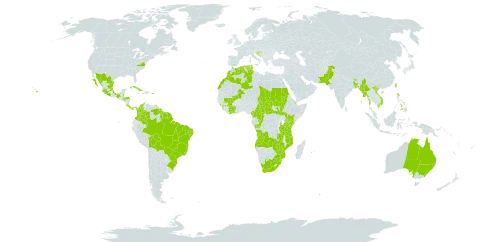 Capsicum frutescens world distribution map, present in Angola, American Samoa, French Southern Territories, Australia, Burkina Faso, Bangladesh, Belize, Bolivia (Plurinational State of), Brazil, Barbados, Bhutan, Central African Republic, Côte d'Ivoire, Cameroon, Congo, Cook Islands, Colombia, Cabo Verde, Costa Rica, Cuba, Djibouti, Algeria, Fiji, Guinea, Equatorial Guinea, Grenada, French Guiana, Guyana, Honduras, Croatia, India, Jamaica, Kenya, Saint Lucia, Sri Lanka, Morocco, Maldives, Mexico, Mali, Myanmar, Mozambique, Mauritius, Malawi, Niue, Nepal, Pakistan, Panama, Philippines, Puerto Rico, Portugal, Réunion, Sudan, South Sudan, Sao Tome and Principe, Suriname, eSwatini, Chad, Tokelau, Tonga, Trinidad and Tobago, Tunisia, Taiwan, Province of China, Tanzania, United Republic of, Uganda, United States Minor Outlying Islands, United States of America, Venezuela (Bolivarian Republic of), Viet Nam, Samoa, South Africa, Zambia, and Zimbabwe