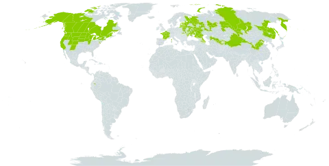 Caragana arborescens world distribution map, present in Armenia, Azerbaijan, Belarus, Canada, China, Ecuador, Estonia, France, Kazakhstan, Kyrgyzstan, Lithuania, Latvia, Moldova (Republic of), Mongolia, Russian Federation, Tajikistan, Ukraine, United States of America, and Uzbekistan