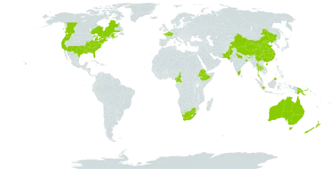 Cardamine hirsuta world distribution map, present in Australia, Canada, China, Cameroon, Ethiopia, France, United Kingdom of Great Britain and Northern Ireland, Indonesia, India, Iceland, Malaysia, New Zealand, Pakistan, Philippines, Papua New Guinea, Singapore, Thailand, United States of America, and South Africa