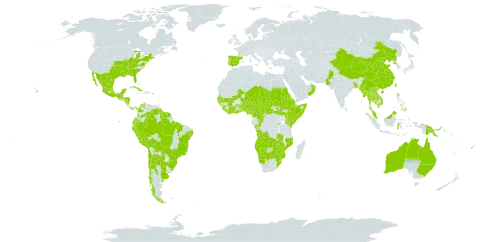 Cardiospermum halicacabum world distribution map, present in Angola, Anguilla, Argentina, American Samoa, Australia, Benin, Bonaire, Sint Eustatius and Saba, Burkina Faso, Bangladesh, Bahamas, Bolivia (Plurinational State of), Brazil, Botswana, Central African Republic, Chile, China, Côte d'Ivoire, Cameroon, Congo, Cook Islands, Colombia, Cabo Verde, Cuba, Cayman Islands, Ecuador, Eritrea, Spain, Ethiopia, Fiji, Ghana, Guinea, Guadeloupe, Gambia, Guinea-Bissau, Equatorial Guinea, Greece, Guatemala, French Guiana, Guam, Guyana, Honduras, Indonesia, India, Jamaica, Kenya, Cambodia, Lao People's Democratic Republic, Liberia, Sri Lanka, Maldives, Mexico, Mali, Myanmar, Northern Mariana Islands, Mozambique, Martinique, Malawi, Malaysia, Namibia, Niger, Nigeria, Nicaragua, Niue, Nepal, Oman, Pakistan, Panama, Peru, Philippines, Papua New Guinea, Puerto Rico, Korea (Democratic People's Republic of), Portugal, Paraguay, Rwanda, Saudi Arabia, Sudan, Senegal, Singapore, Sierra Leone, Somalia, South Sudan, Sao Tome and Principe, Suriname, eSwatini, Seychelles, Turks and Caicos Islands, Chad, Togo, Thailand, Tonga, Trinidad and Tobago, Taiwan, Province of China, Tanzania, United Republic of, Uganda, Uruguay, United States of America, Venezuela (Bolivarian Republic of), Viet Nam, Yemen, South Africa, Zambia, and Zimbabwe