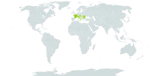 Carduus canduelis world distribution map, present in Albania, Austria, Bulgaria, Bosnia and Herzegovina, France, Croatia, Italy, North Macedonia, Montenegro, Romania, Serbia, and Slovenia