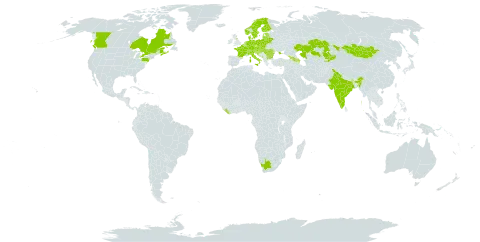 Carduus crispus subsp. crispus world distribution map, present in Armenia, Austria, Azerbaijan, Belgium, Bulgaria, Bosnia and Herzegovina, Belarus, Canada, Switzerland, Czech Republic, Germany, Denmark, Estonia, Finland, France, United Kingdom of Great Britain and Northern Ireland, Georgia, Croatia, Hungary, India, Italy, Kazakhstan, Kyrgyzstan, Liberia, Liechtenstein, Lithuania, Luxembourg, Latvia, Moldova (Republic of), North Macedonia, Montenegro, Mongolia, Netherlands, Norway, Poland, Romania, Russian Federation, Serbia, Slovakia, Slovenia, Sweden, Ukraine, United States of America, and South Africa