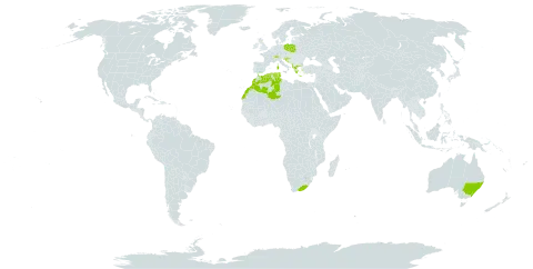 Carduus macrocephalus world distribution map, present in Albania, Australia, Switzerland, Algeria, United Kingdom of Great Britain and Northern Ireland, Greece, Croatia, Italy, Morocco, Poland, Slovenia, Tunisia, and South Africa