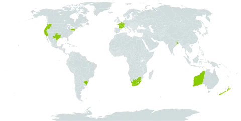 Carduus tenuiflorus world distribution map, present in Australia, Brazil, France, India, New Zealand, United States of America, and South Africa