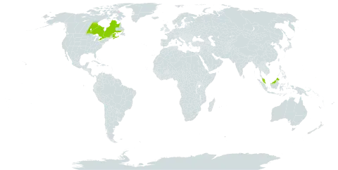 Carex aquatilis var. substricta world distribution map, present in Canada, Micronesia (Federated States of), and Malaysia