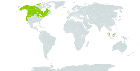 Carex arcta world distribution map, present in Canada, Micronesia (Federated States of), Malaysia, and United States of America