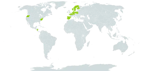 Carex arenaria world distribution map, present in Germany, Denmark, Spain, Finland, France, Ireland, Nicaragua, Netherlands, Norway, Poland, Portugal, Sweden, and United States of America